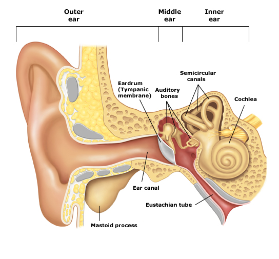 Tympanic Membrane (Eardrum): Function & Anatomy